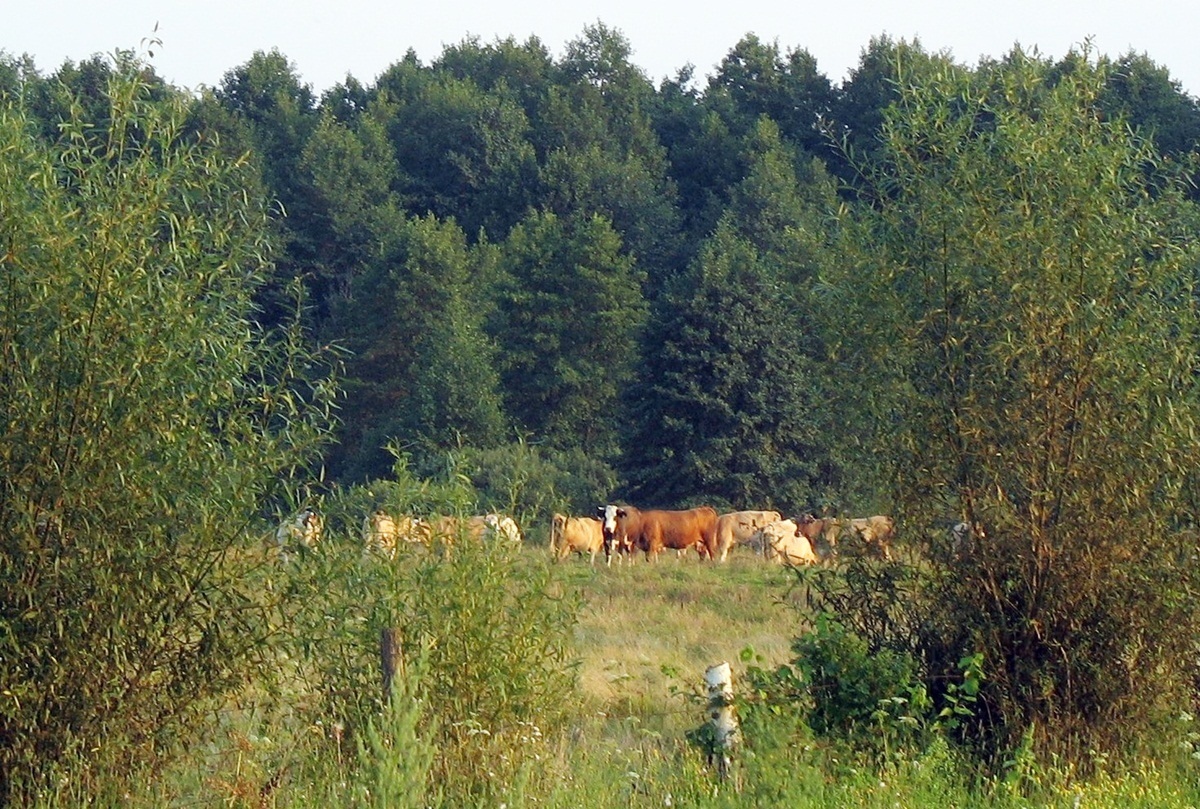 Череда на вигоні