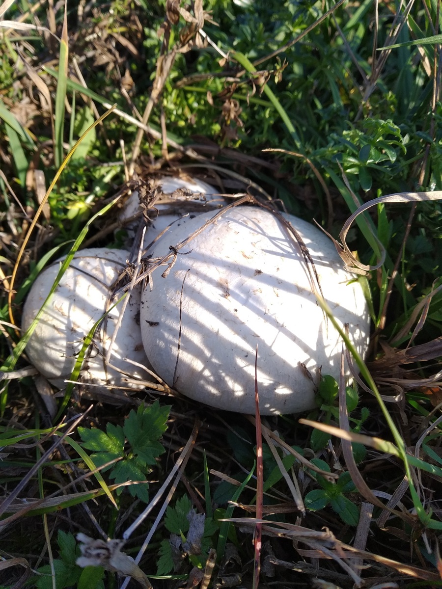 Шампіньйони у корюківських лісах