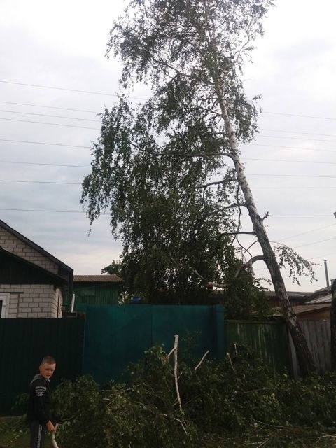 Береза, що хилиться у двір Петра Ортяшова