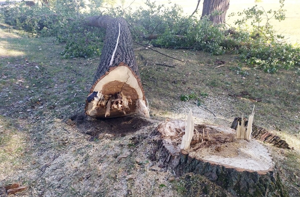 Кажуть, дерево спиляли вночі