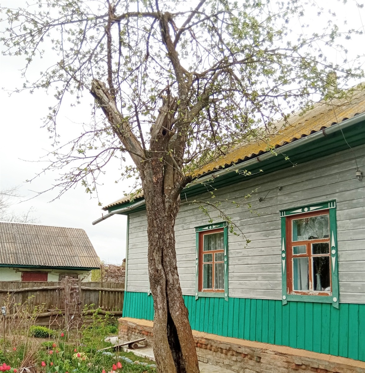 Ця яблуня – як символ сучасного Подина