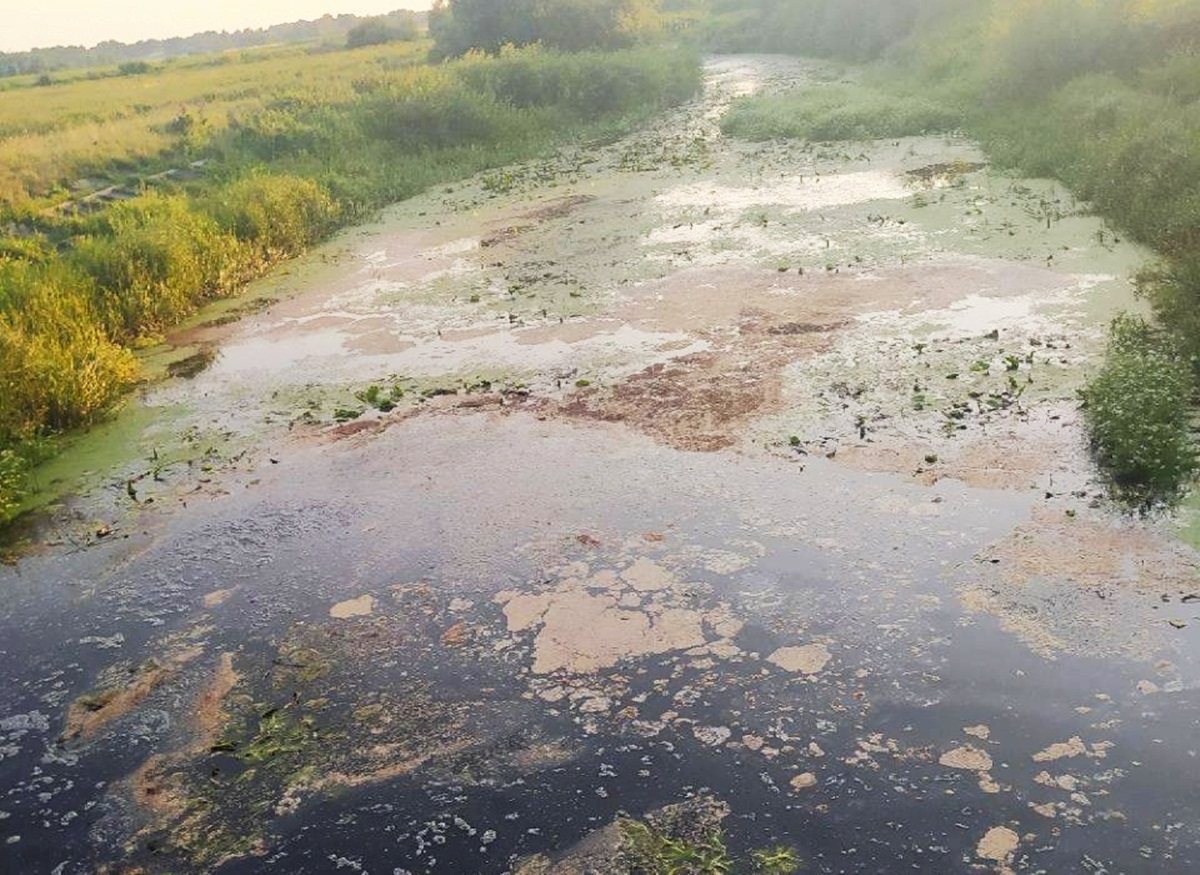 Виникає ефект «цвітіння води» та різко падають показники вмісту кисню