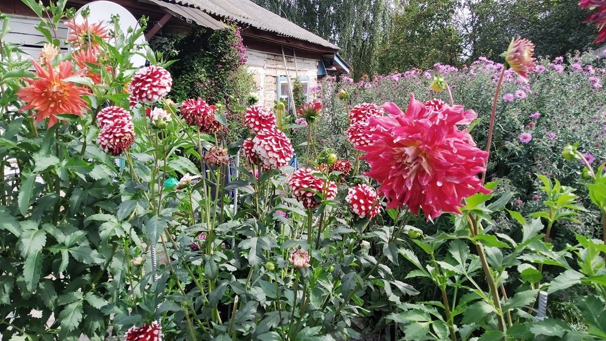 Розповідає про квіти з любов’ю і гордістю. Ділиться порадами щодо догляду