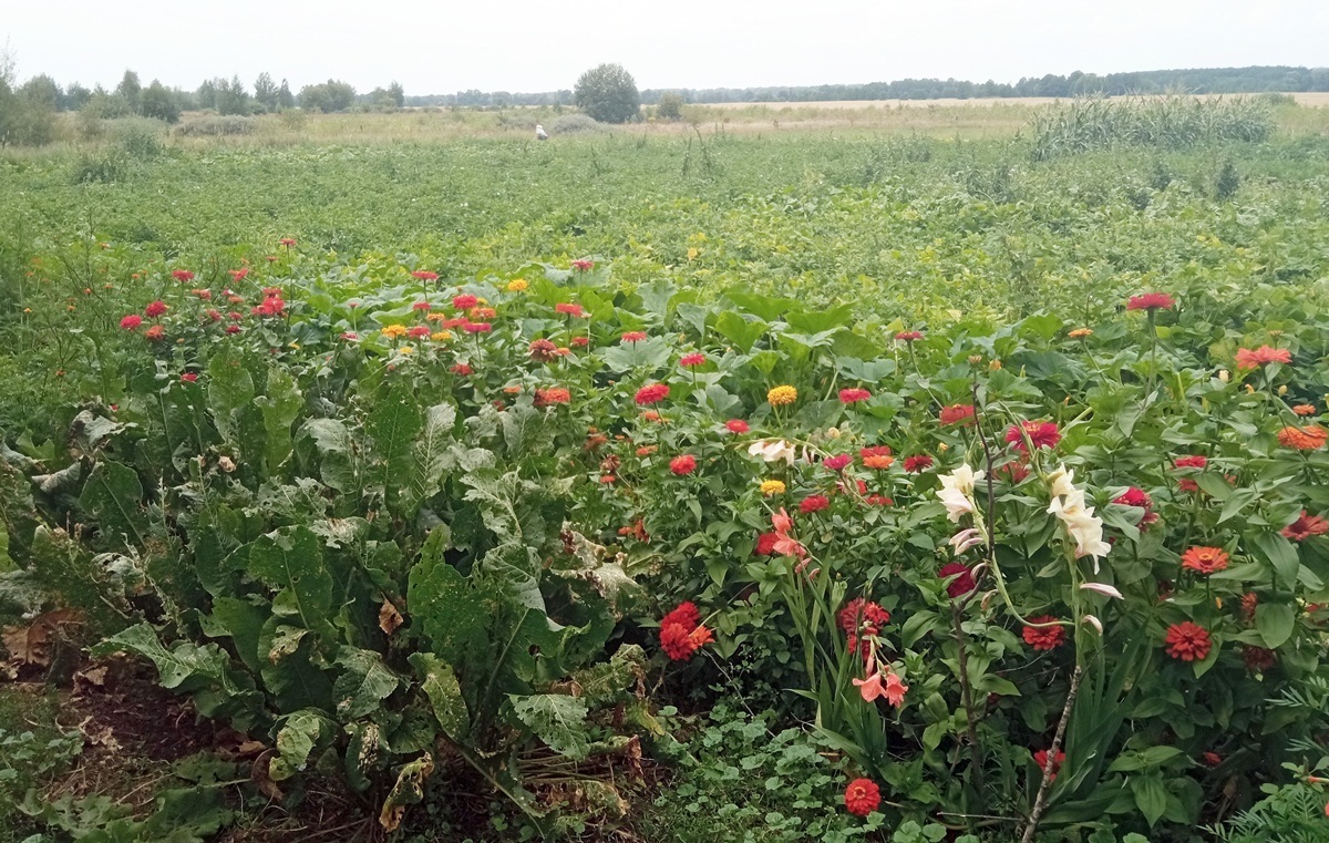 У городі Олександри Гордієнко – все, як у «Зачарованій Десні»