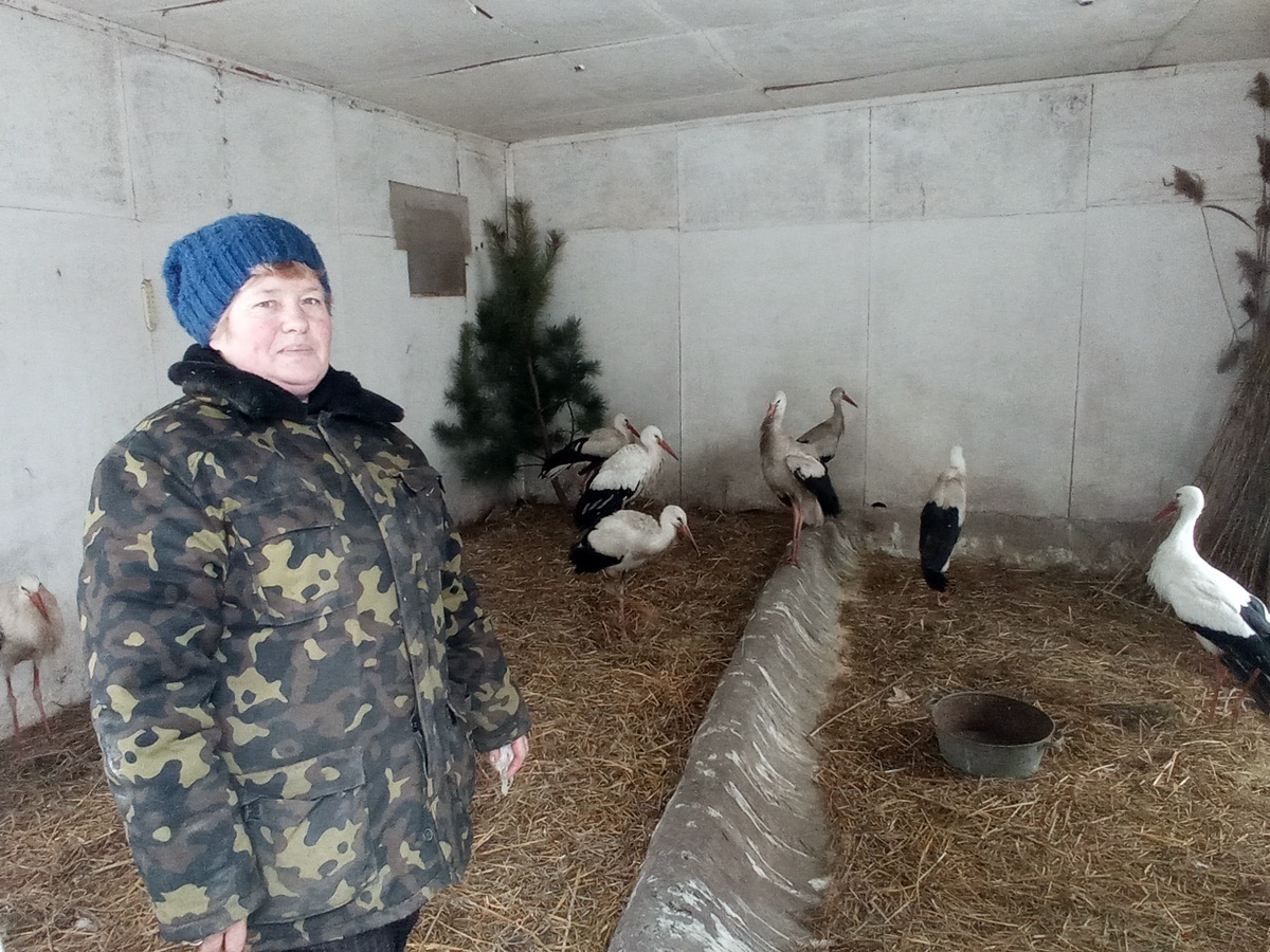 Лелеками опікується доглядальниця Людмила Карпова. До новоприбулих тут індивідуальний підхід