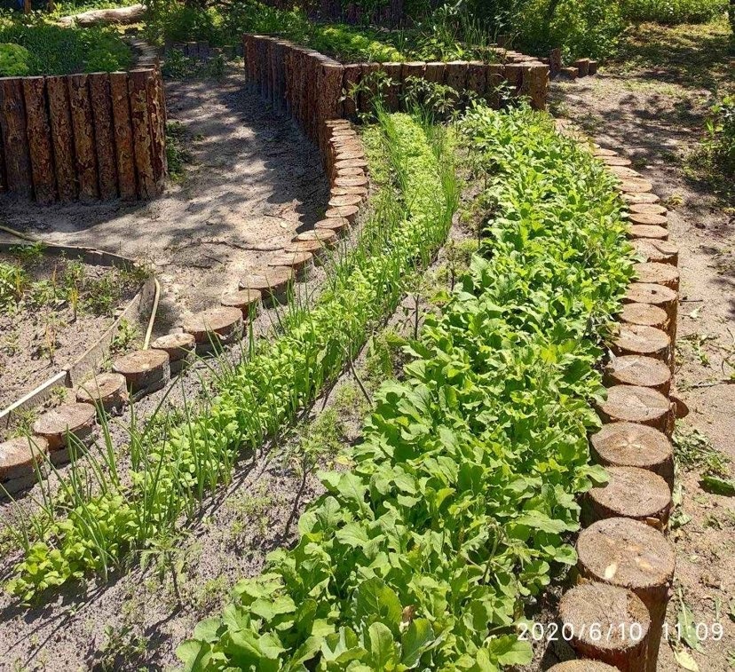 Терасні грядки Людмили Миколаївни