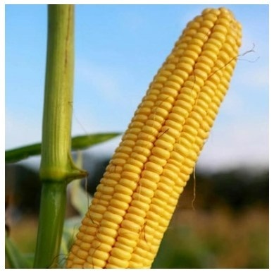 https://growex.market/products/cukrova-kukurudza