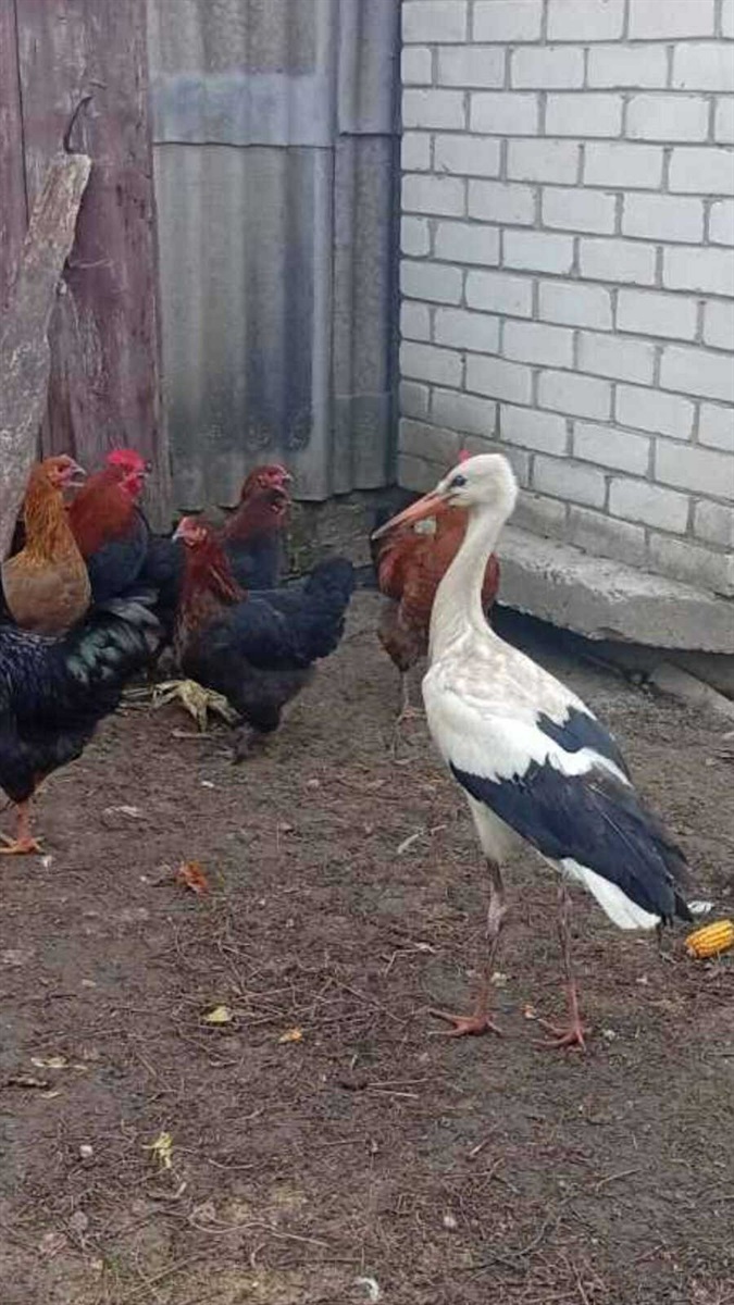 Один лелека вибрав небо, інший залишився на землі. Реальна історія, що сталася в Корюківці