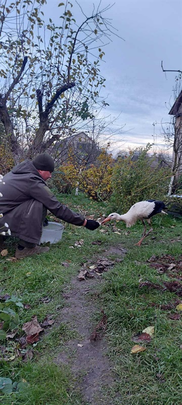 Один лелека вибрав небо, інший залишився на землі. Реальна історія, що сталася в Корюківці