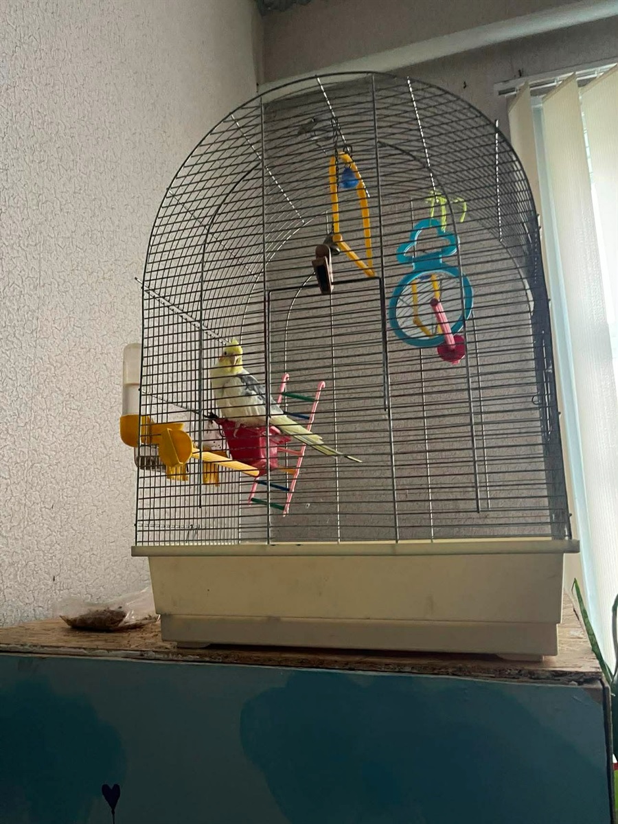 Папужка ожив і подає звуки