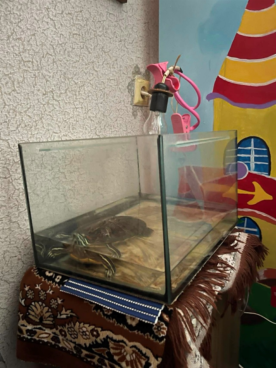 "Непрбивна" черепаха