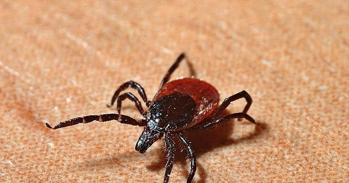 У Корюківській громаді найбільше випадків сальмонельозу, хвороби Лайма, сказу й скарлатини